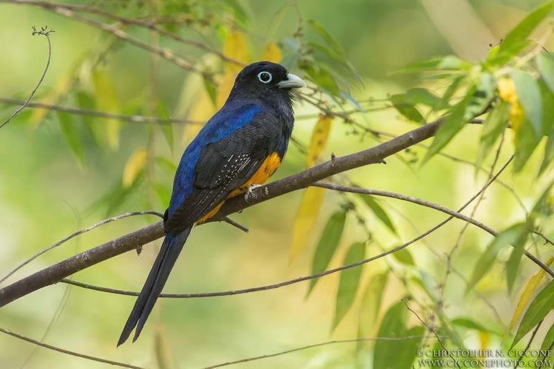 White-tailed Trogon