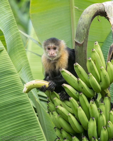 White-faced Capuchin