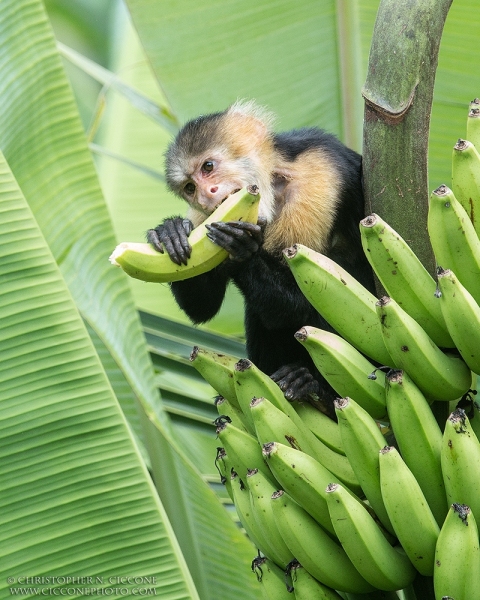 White-faced Capuchin