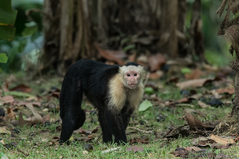 White-faced Capuchin