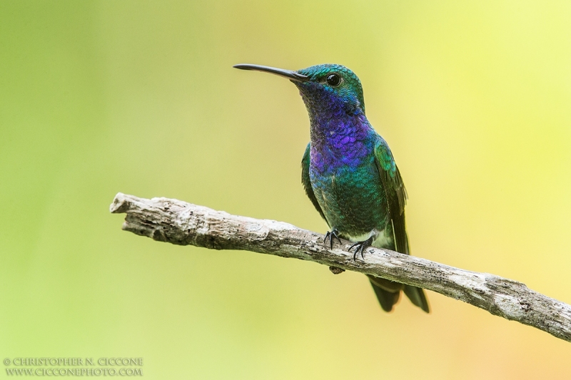 Sapphire-throated Hummingbird