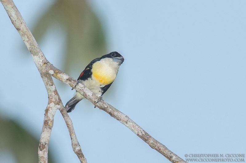 Spot-crowned Barbet