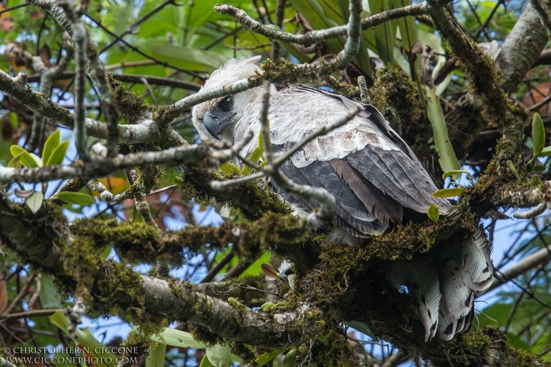 Harpy Eagle