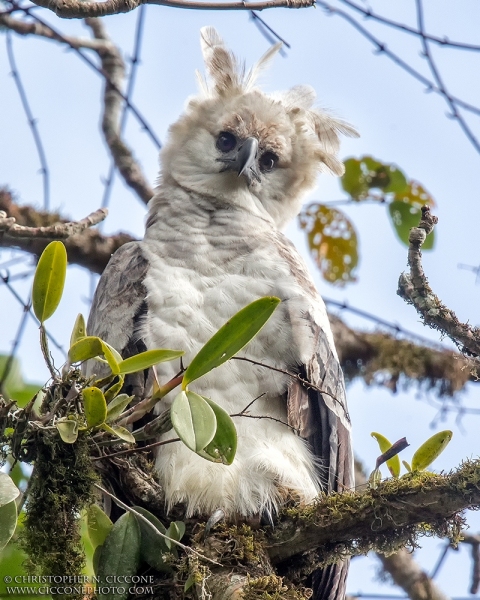 Harpy Eagle