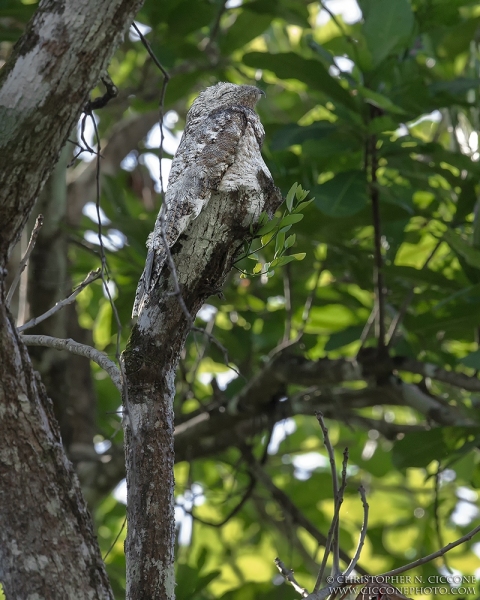 Great Potoo