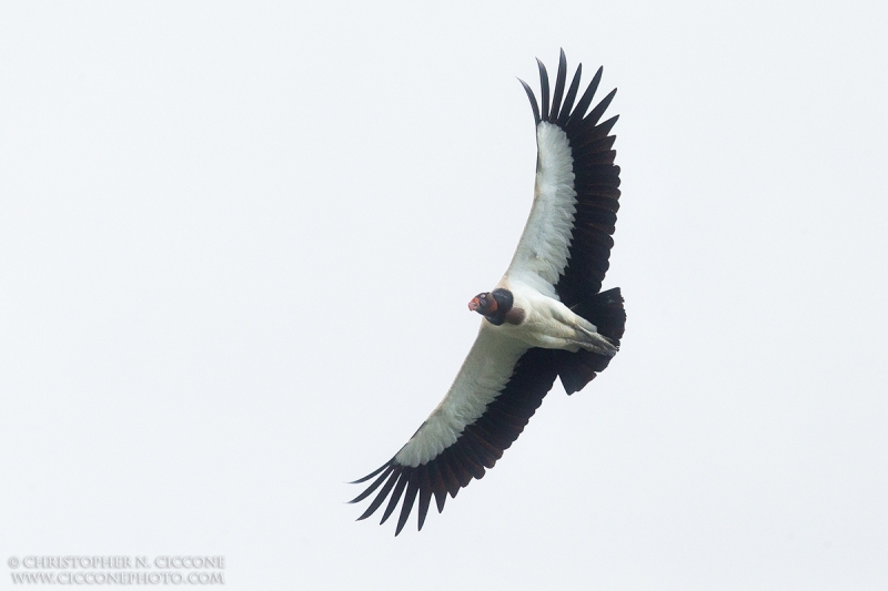 King Vulture