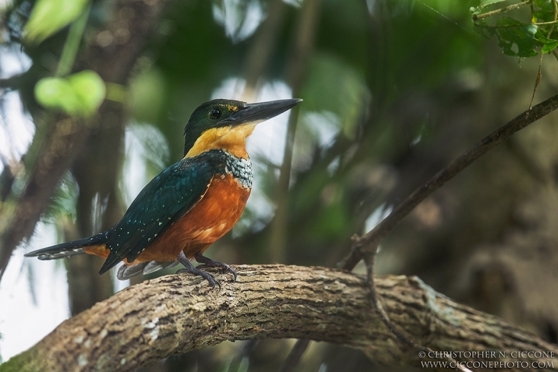 Green-and-Rufous Kingfisher