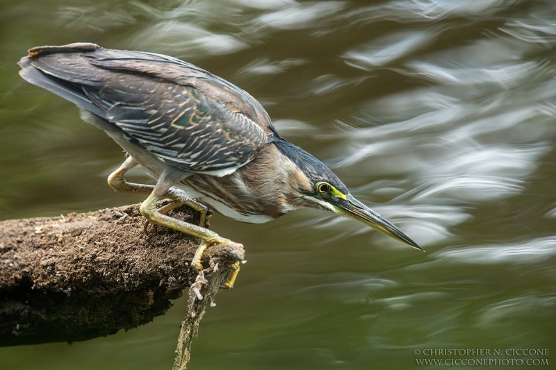 Striated Heron