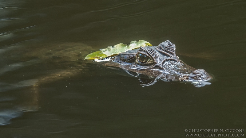 Spectacled Caiman