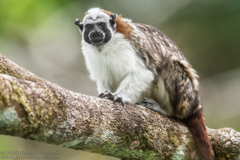 Geoffroy's Tamarin