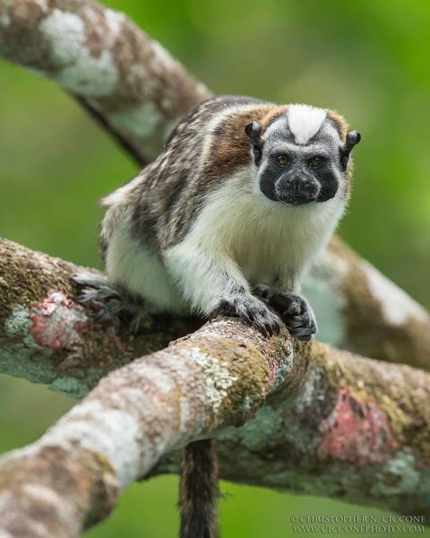 Geoffroy's Tamarin