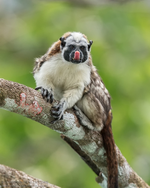 Geoffroy's Tamarin