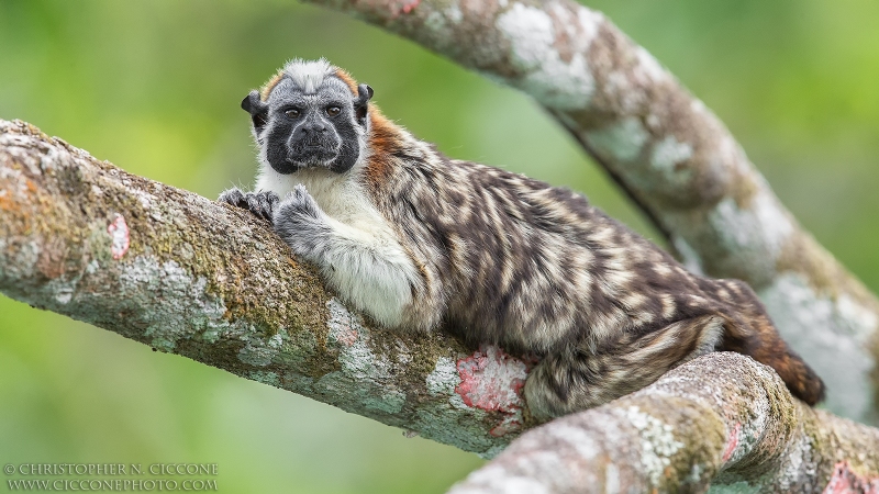 Geoffroy's Tamarin