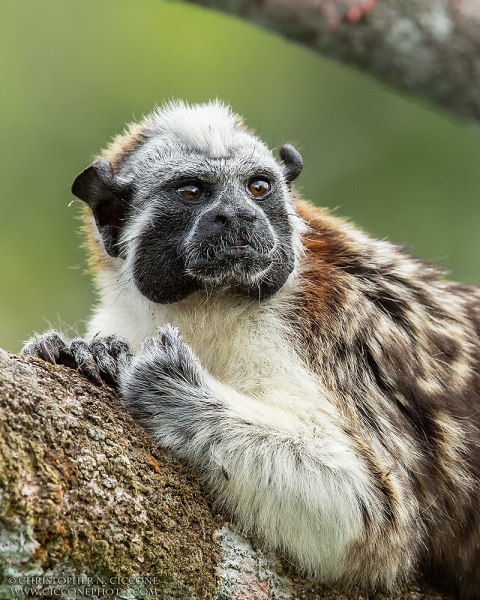 Geoffroy's Tamarin