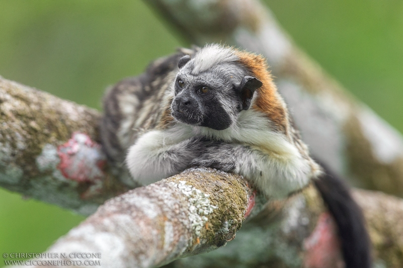 Geoffroy's Tamarin