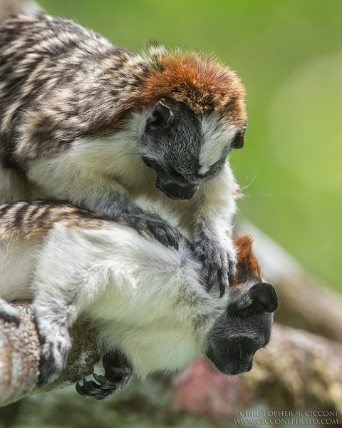 Geoffroy's Tamarin