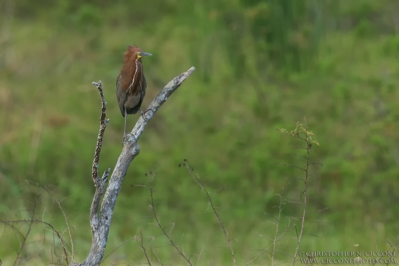 Rufescent Tiger-Heron