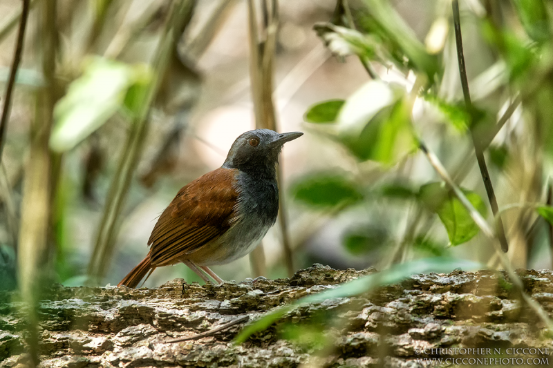 White-bellied Antbird