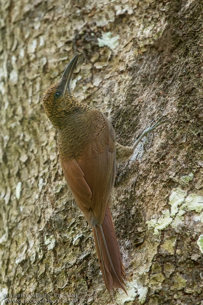 Northern Barred Woodcreeper