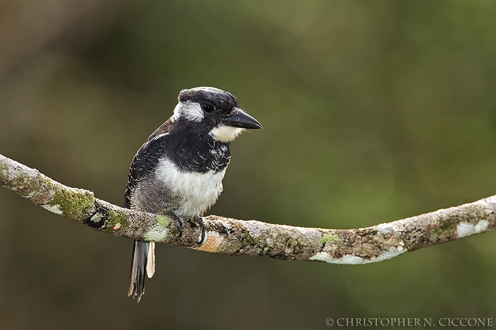 Black-breasted Puffbird