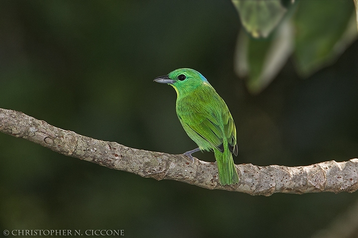 Green Shrike-Vireo