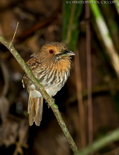 White-whiskered Puffbird