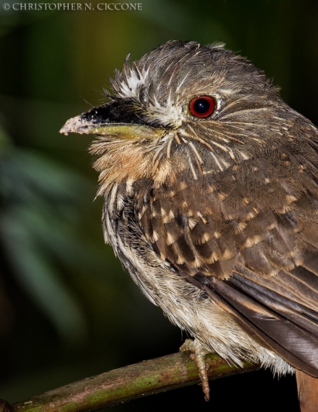 White-whiskered Puffbird