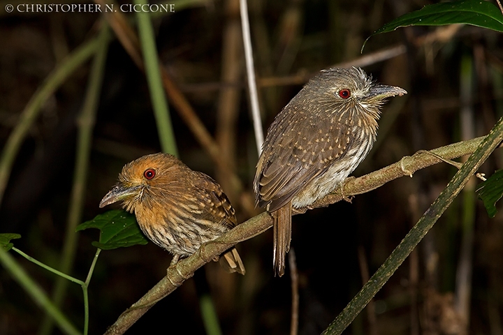 White-whiskered Puffbirds