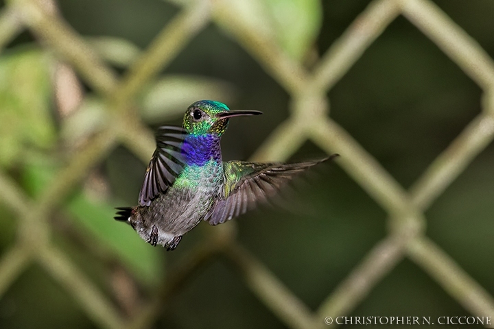 Sapphire-throated Hummingbird