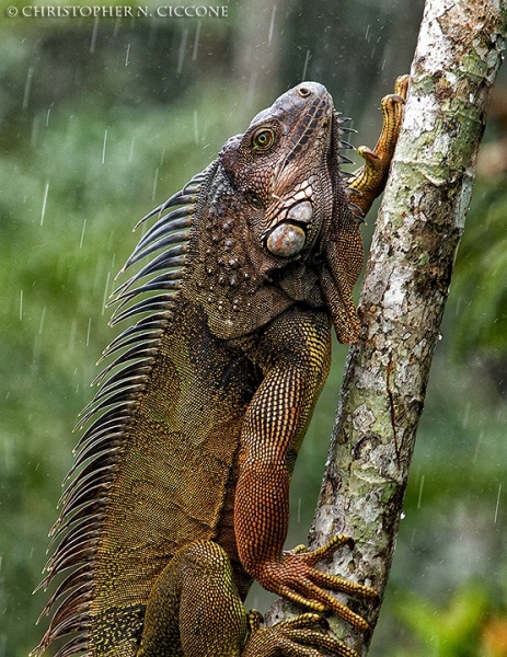 Green Iguana