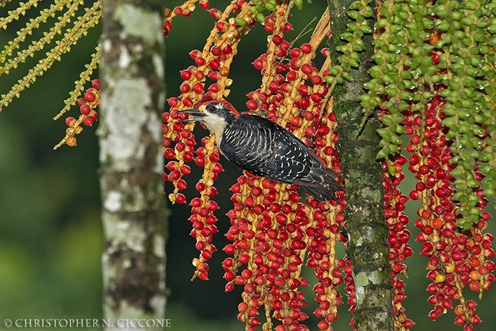 Black-cheeked Woodpecker