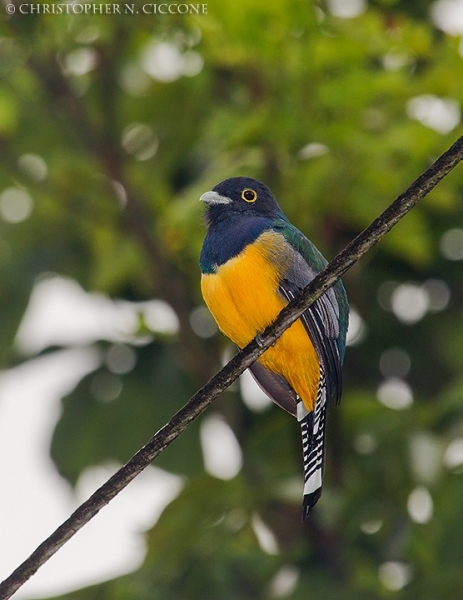 Gartered Trogon