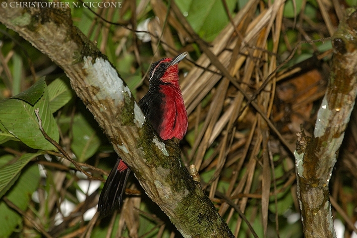 Rosy Thrush-Tanager