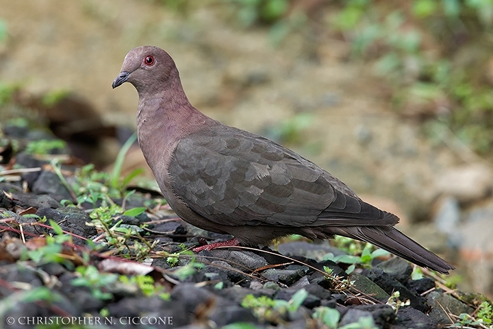 Short-billed Pigeon