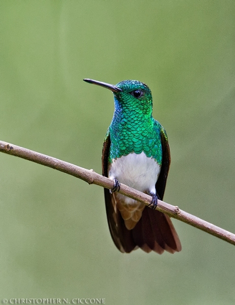 Snowy-bellied Hummingbird