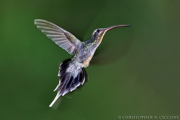 Green Hermit