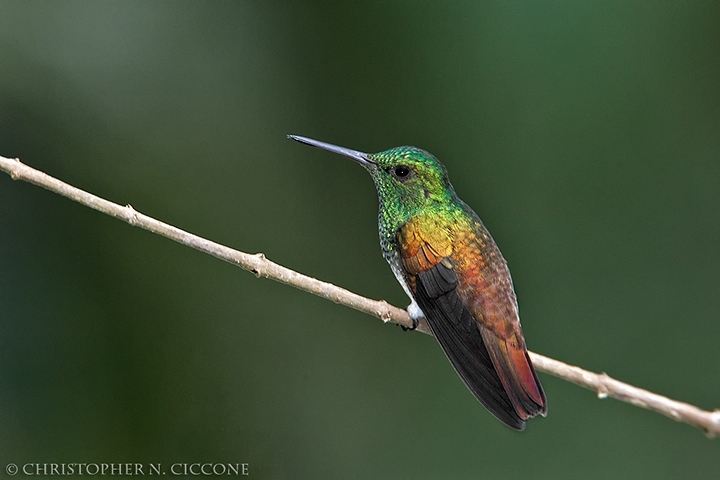 Snowy-bellied Hummingbird