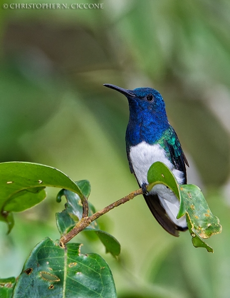 White-necked Jacobin