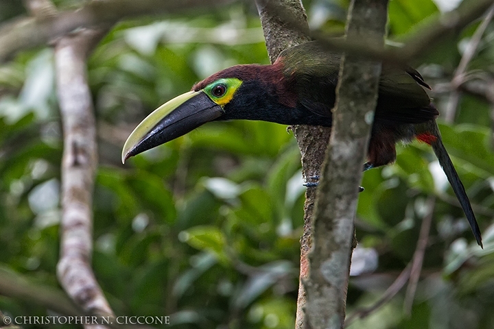 Yellow-eared Toucanette