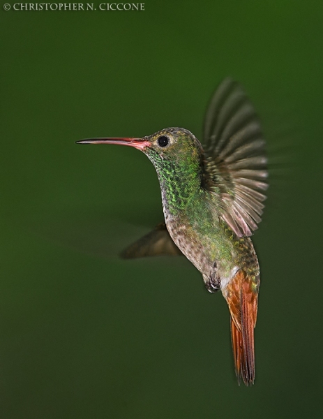 Rufous-tailed Hummingbird