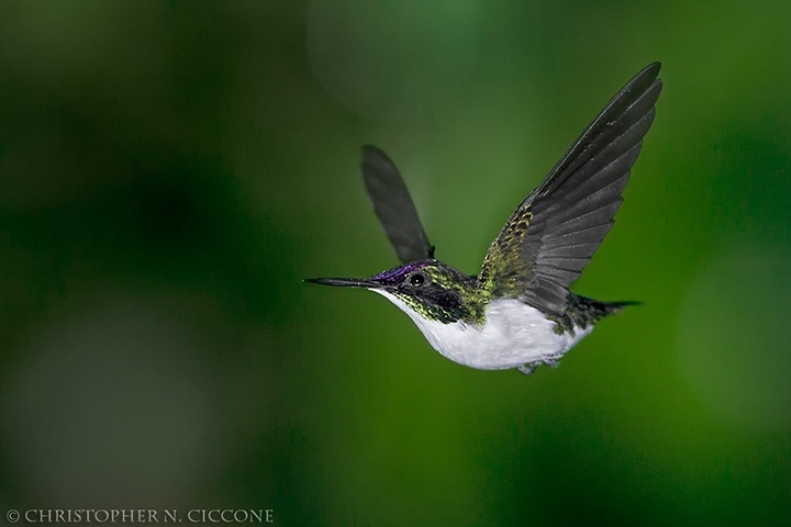 Purple-crowned Fairy