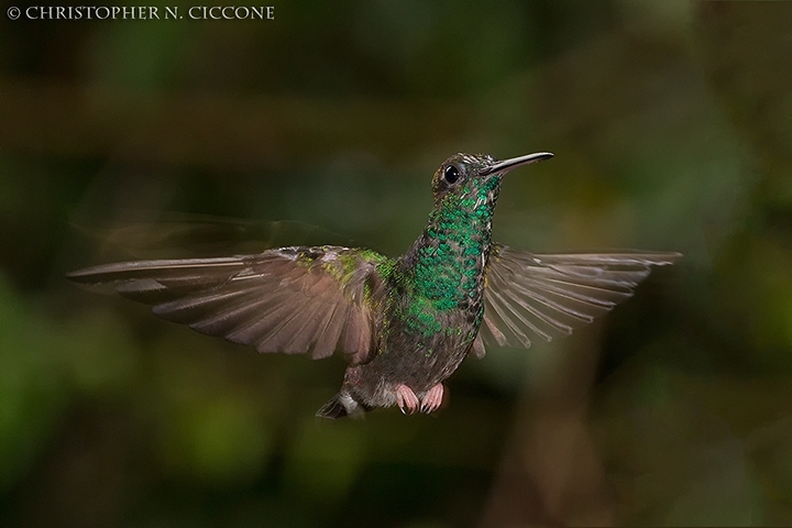 Bronze-tailed Plumeleteer