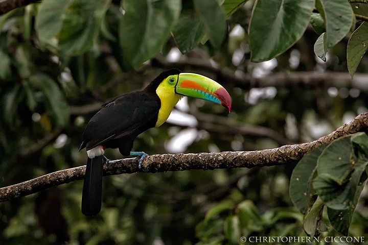 Keel-billed Toucan