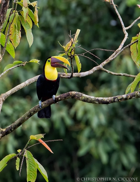 Chestnut-mandibled Toucan