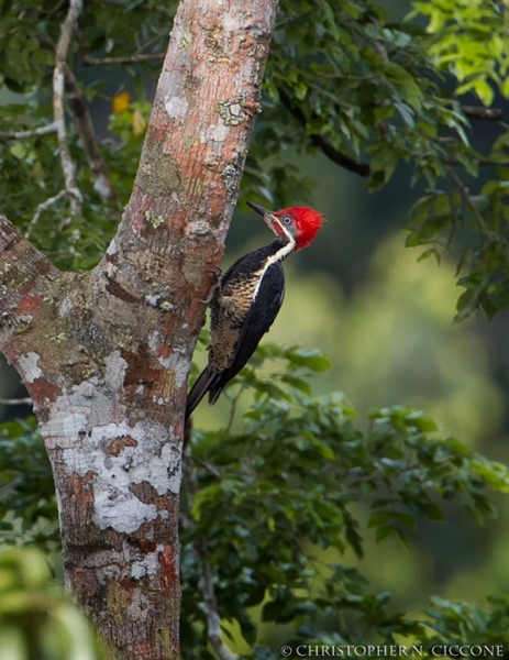 Lineated Woodpecker