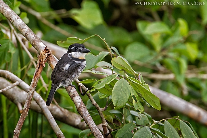 Pied Puffbird