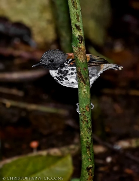 Spotted Antbird