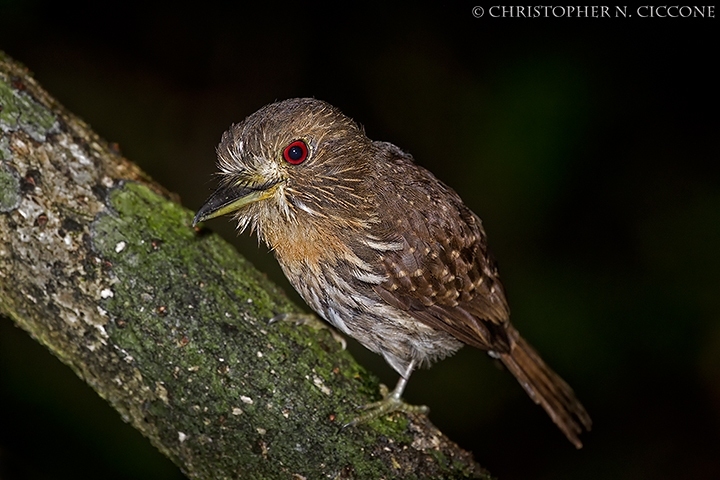 White-whiskered Puffbird