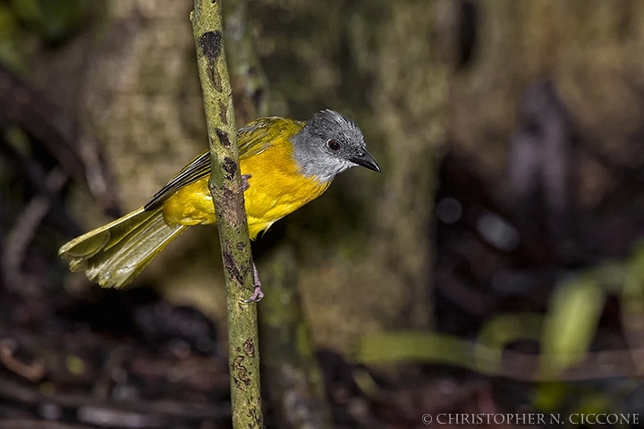 Gray-headed Tanager