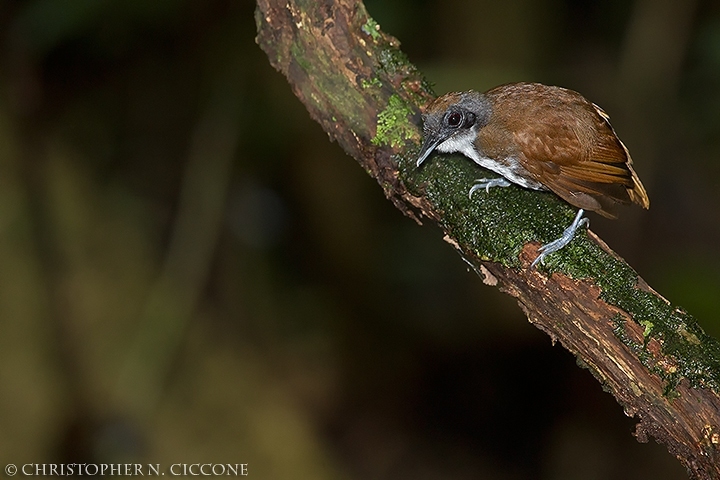 Bicolored Antbird